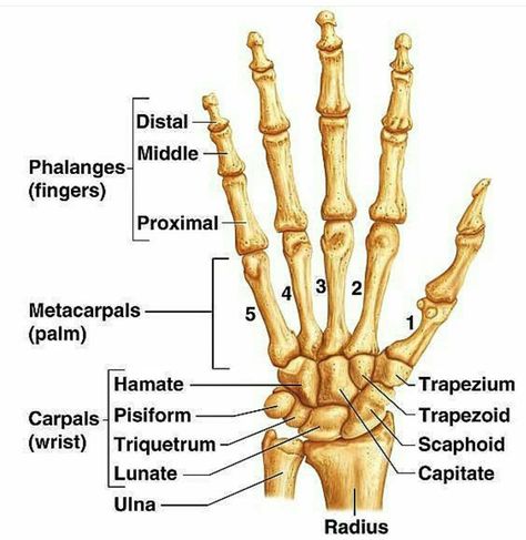 Bones Diagram, Hand Bone Anatomy, Bone Diagram, Bones Of The Hand, Carpal Bones, Skeletal System Anatomy, Human Skeleton Anatomy, Anatomy Bones, Human Body Anatomy