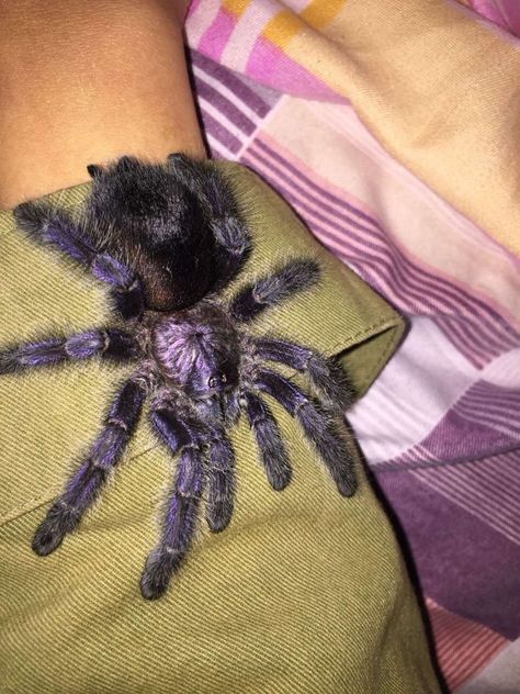 Pink Toed Tarantula, Pink Toe Tarantula, Pink Toes, Spiders, Bugs, Book Worth Reading, Worth Reading, Art Reference, Insects