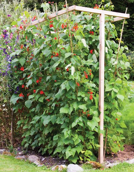 How to Make the Best Supports for Climbing Vegetables 21 May 2015, written by Benedict Vanheems    Training naturally climbing vegetables up supports yields rich rewards. By lifting plants off the ground and up towards the sun you will enjoy bigger harvests from a relatively small patch of ground. Climbing vegetables are easy to pick, require less weeding and can be used to create a leafy backdrop or windbreak for your plot.  As well as many off-the-shelf solutions such as arbours, arches an... Bean Trellis, Pea Trellis, Low Maintenance Garden Design, Vegetable Garden Planner, Bamboo Trellis, Allotment Gardening, Garden Vines, Garden Planner, Veg Garden