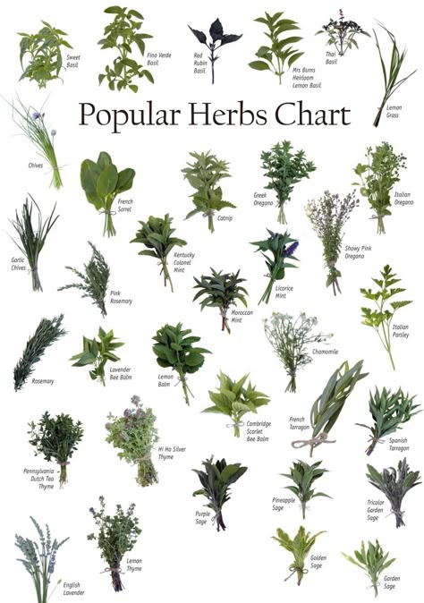 Medicinal Herbs are in use for thousand of years and are renowned for their effectiveness in many diseases. These natural herbs are very effective in boosting the immune system, increasing the body resistance to infections, healing the allergies, and raising and renewing the body vitality. Herb Guide, Shape Chart, Types Of Herbs, Herbs For Health, Healing Herbs, Growing Herbs, Natural Herbs, Planting Herbs, Medicinal Herbs