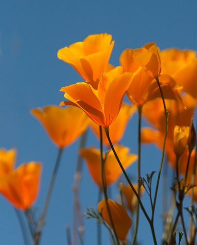 California Poppies Garden Beds Layout, Raised Garden Beds Layout, Olive Garden Salad, Wildflower Photography, Olive Garden Chicken, California Wildflowers, Wildflowers Photography, California Poppies, Gravel Garden