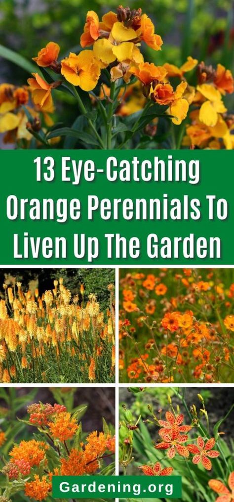 Wildflower Garden Bed, Orange Perennials, Drought Tolerant Plants California, Boulder Wall, Yellow Perennials, Garden Wild, Purple Flowers Garden, Long Blooming Perennials, Asclepias Tuberosa