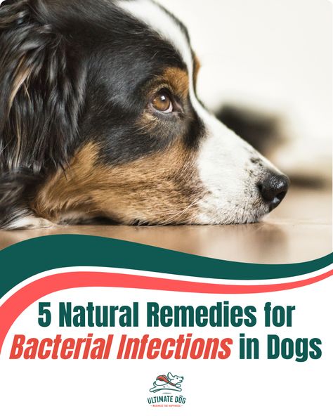 It’s worth noting that the complete list of natural remedies is inexhaustible. The following list highlights the ones that are safe for dogs, have the most research backing them up, and are proven to be effective against bacteria commonly causing infections in dogs. Here are the best dog-safe and science-backed natural antibiotics that need to have a place in your home pharmacy! Natural Antibiotics For Dogs, Antibiotics For Dogs, Home Pharmacy, Dog Wound, Natural Antibiotics, Lung Disease, Bacterial Infection, Pharmacy, For Dogs