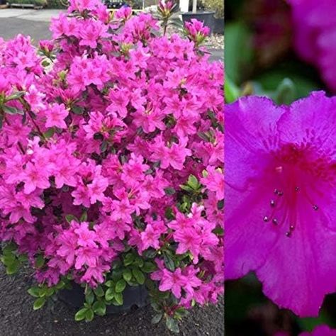 2 x Azalea Purple Splendor - Japanese Azalea - Evergreen Plants Arrive in 9cm Pots : Amazon.co.uk: Garden Patio Pots, Uk Garden, Wedding List, Patio Plants, Evergreen Plants, Perfect Plants, Rare Plants, Outdoor Plants, Rock Garden