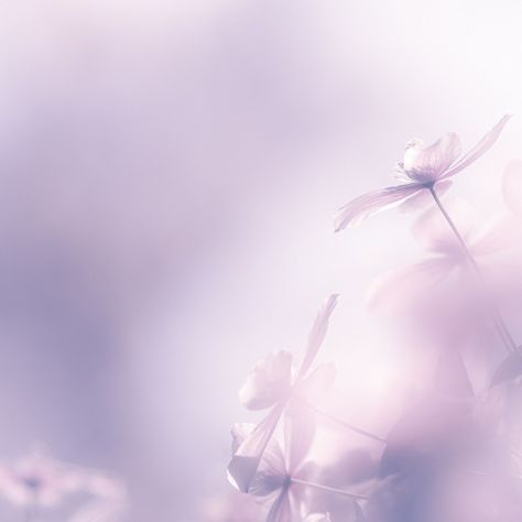 Purple Flowers Aesthetic, Photoshop Tutorial Text, Aesthetic Layout, Purple Clematis, Wattpad Background, Twitter Backgrounds, Purple Soft, Lavender Aesthetic, Overlays Picsart