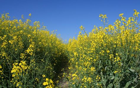 Companion Planting With Raspberries: Good Companion Plants For Raspberry Bushes Canola Plant, Tomatoes In Containers, Growing Raspberries, Companion Gardening, Cover Crops, Growing Tomatoes In Containers, Draw A Picture, Plant Breeding, Winter Crops