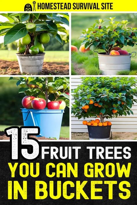 Growing fruit trees in buckets or a similar container is an excellent way to cultivate your own fruit, even in small spaces. Indoor Peach Tree, Small Fruit Trees, Fruit Trees In Containers, Homestead Style, Growing Fruit Trees, Homestead Survival, Peach Trees, Potted Trees, Fruit Tree