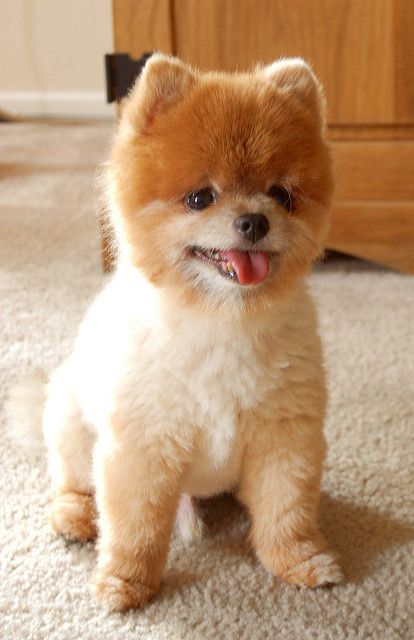 cute puppy Pomeranian Teddy Bear Cut, Chihuahua Mix Puppies, Pomeranian Chihuahua Mix, Boo The Dog, Pom Dog, Daisy Dog, Dog Haircuts, Cute Pomeranian, Really Cute Puppies