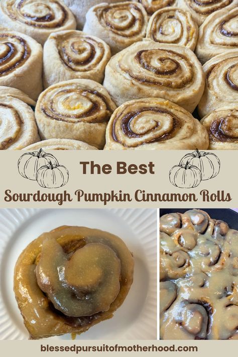 Sour Dough Pumpkin Cinnamon Rolls, Sour Dough Discard Pumpkin Cinnamon Rolls, Discard Sourdough Pumpkin Cinnamon Rolls, Sourdough Pumpkin Cinnamon Rolls, Sour Dough Discard Cinammon Rolls, Farmhouse On Boone Sourdough Cinnamon Rolls, Little Spoon Farm Sourdough Cinnamon Rolls, Sourdough Rolls, Sourdough Cinnamon Rolls