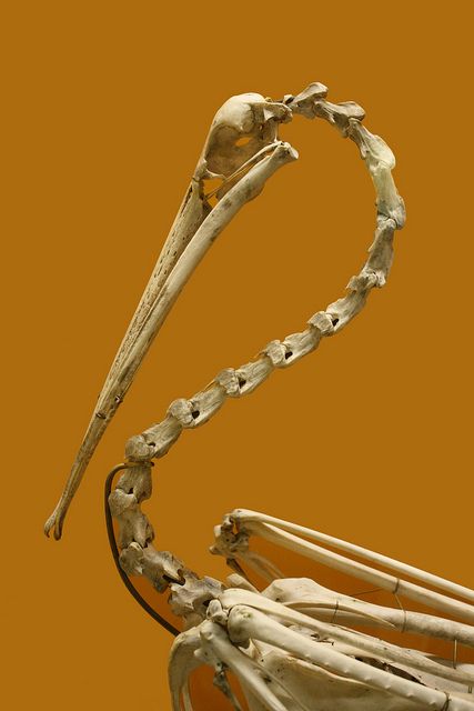 Bird Skeleton by msjennywu, via Flickr Cool Animal Skeletons, Crane Skeleton, Bird Anatomy, Bird Skeleton, Bird Bones, Animal Skeleton, Skull Reference, Skeleton Anatomy, Animal Skeletons