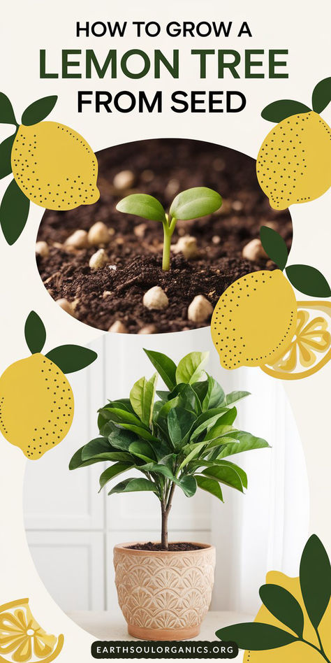 Can You Grow A Lemon Tree From Seeds, Planting Lemon Seeds Indoors, How To Grow A Lemon Tree From Seed, Grow Lemon Tree From Seed, Lemons Tree, Growing A Lemon Tree, Lemon Tree In Pot, Grow Lemon Tree, Lemon Tree Potted