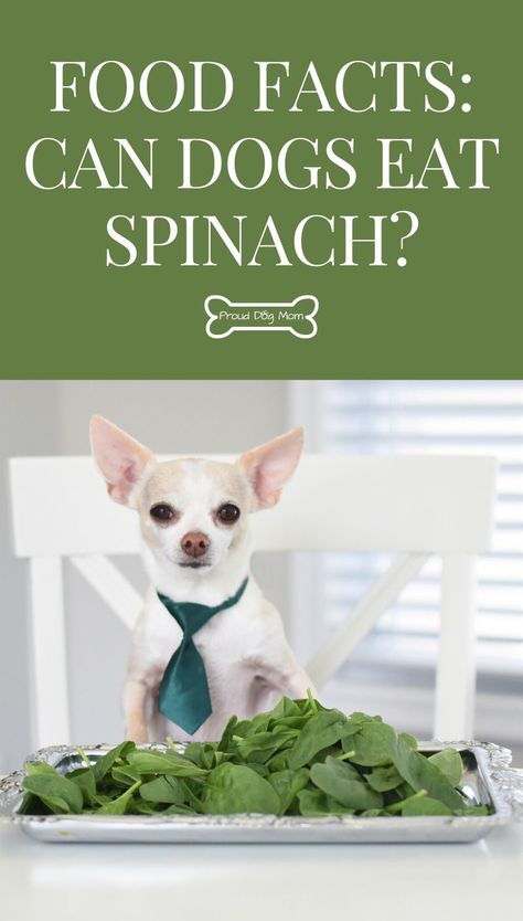 Food Facts: Can Dogs Eat Spinach? Find Out! | Dog Nutrition | Healthy Dog Food | Healthy Dog Treats | Dog Health | Dog Care | Homemade Dog Birthday Cake, What Can Dogs Eat, Dog Diet Plan, Dog Cake Recipe, Birthday Cake Dog, Human Grade Dog Food, Fresh Dog Food, Cake Dog, Names Dog