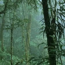 How deforestation and climate change are threatening Earth's cloud forests Tropical Rain Forest, Climate Warming, Rumi Neely, Forest Ecosystem, Forest Habitat, Tropical Climate, Water Sources, Rain Forest, The Mist