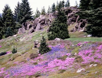 Planting to prevent soil erosion as an alternative to grass (which has to be mowed).  Put some hills into a flat garden to create interest. Landscape A Hill, Hillside Gardens, Hill Landscaping, How To Landscape, Landscaping A Slope, Soil Erosion, Landscaping On A Hill, Front Yard Decor, Sloped Yard