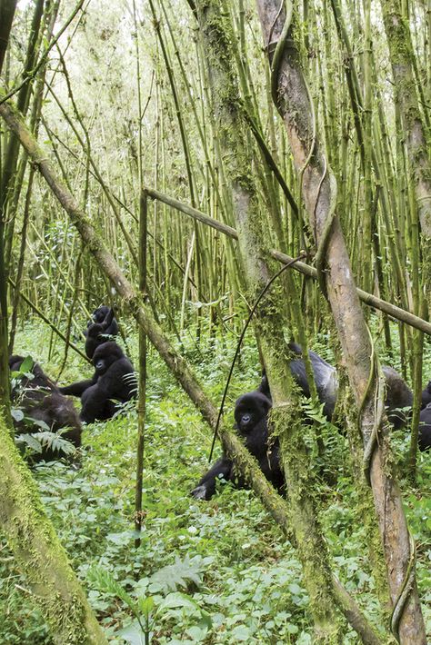 Gorilla trekking in the bamboo forests of Volcanoes National Park, Rwanda. African Jungle Photography, Congo Rainforest Photography, Volcanoes National Park Rwanda, Rwanda Gorilla Trek, Gorilla Trekking In Rwanda, Safari Vacation, Endangered Wildlife, Wildlife In Africa, Gorilla Trekking