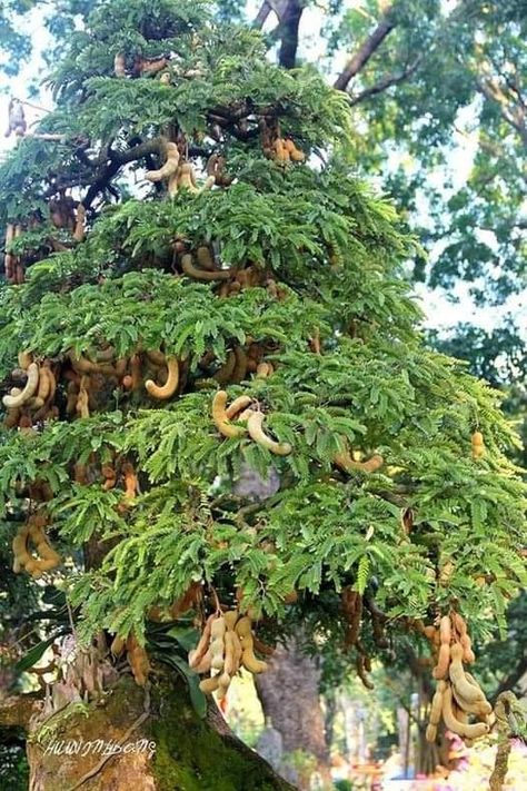 Agriculture Aesthetic, Tamarind Tree, Tamarind Fruit, Giant Vegetable, Vertical Vegetable Gardens, Grafting Plants, Fruit Bearing Trees, Vegetables Photography, Growing Fruit Trees