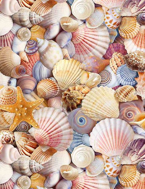 Treasure Beach, Words On Wood, Ocean Fabric, Fish Quilt, Beach Shells, Beach Fabric, Nature Pics, Wallpaper Nature, Shell Beach