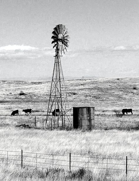 windmill and grazing cattle to match my other black and whites! Farm Windmill, Windmill Water, Country Backgrounds, Western Prints, Old Windmills, Western Photography, Western Wall Art, Landscape Designs, Western Aesthetic