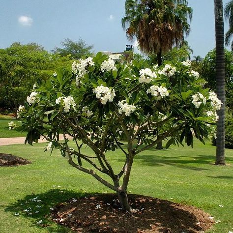 White Flower Tree, Frangipani Tree, Summer Flower Arrangements, Begonia Maculata, Fuchsia Flowers, Plumeria Flowers, Poisonous Plants, Flower Tree, Peat Moss