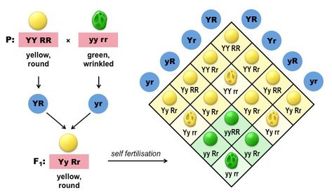 Dihybrid Crosses | BioNinja Dihybrid Cross, Physics Wallah, Gregor Mendel, Punnett Squares, Functional Group, Genetic Variation, Chemical Equation, Revision Notes, Biology Lessons