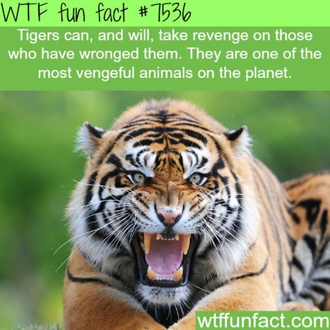 Amazing WTF Fun Facts About Animals That Will Blow Your Mind! Tiger Facts, Facts About Animals, Fun Facts About Animals, Facts Funny, Wow Facts, About Animals, Animal Facts, Cat Facts, A Tiger