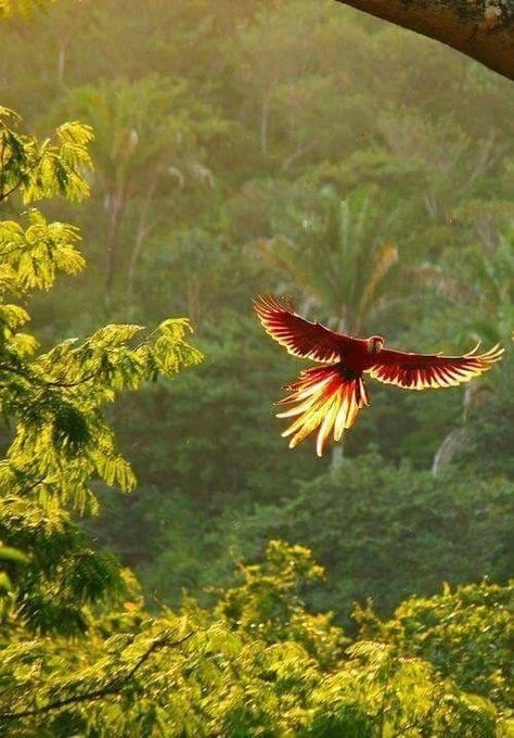 Macaw Aesthetic, Parrot Flying, Too Much Love, Jungle Life, Scarlet Macaw, Tropical Rainforest, Foto Art, Tropical Birds, Ride Or Die