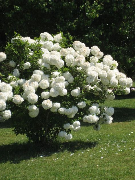 I remember my grandma having these in her backyard, I used to imagine they were popcorn balls :) Snowball Viburnum, Flowering Bushes, White Plants, Moon Garden, Have Inspiration, The Secret Garden, Flowering Shrubs, White Gardens, Garden Cottage