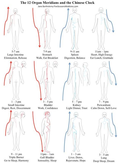 Meridians Points Charts, Meridians Energy Charts, 12 Meridians, Heart Meridian, Chinese Clock, Punkty Spustowe, Traditional Chinese Medicine Acupuncture, Tcm Traditional Chinese Medicine, Body Chart