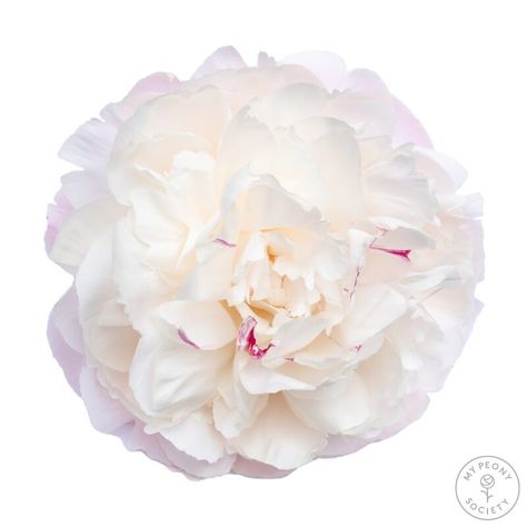 Paeonia Gardenia - Peonies - My Peony Society Peony Varieties, Period Color, White Gardenia, Reason Why, Ivory White, In Bloom, Flower Shape, Garden Plants, White Flowers