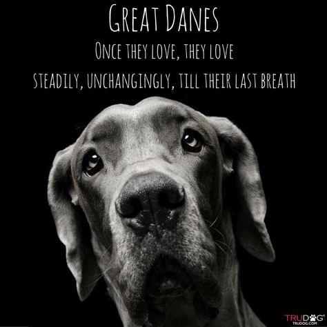 Great Danes Great Dane Quotes, Merle Great Danes, Great Dane Funny, Blue Great Danes, Dane Puppies, Great Danes, Great Dane Puppy, Dane Dog, Great Dane Dogs