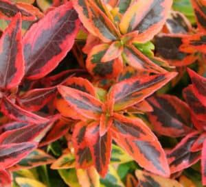 Kaleidoscope Abelia, Foundation Shrubs, Abelia Kaleidoscope, Winter Garden Ideas, Farm Diy, Southern Living Plants, Front Yard Plants, Landscape Hardscape, Yard Plants