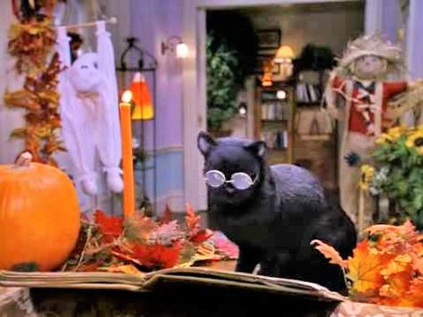 CUTE Sabrina The Teenage Witch Halloween, Cats Lockscreen, Kitten Crafts, Salem The Cat, Kitten Tips, Salem Saberhagen, Willy Wonka Factory, Salem Cat, Sabrina The Teenage Witch