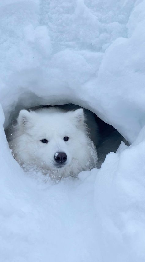 Snow Dog Aesthetic, Wall Dog Door, Puppy In Snow, Animals In Snow, Nem Halloween Makeup, Snow Cave, Dogs In Snow, Dog In Snow, Dog Finds