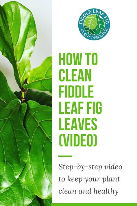 Leaves Video, Fiddle Leaf Fig Care, Fiddle Fig Tree, Fiddle Leaf Fig Plant, Fiddle Leaf Tree, Florida Landscaping, Fig Plant, Fiddle Fig, Neat Tricks