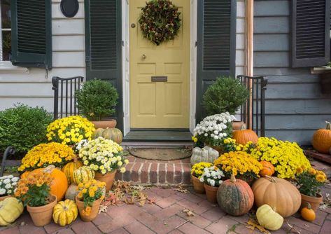 How Do You Care for Mums in Pots? 4 Essential Tips Pruning Endless Summer Hydrangeas, Reuse Plastic Containers, Harvesting Sunflower Seeds, Fall Lawn Care, Potted Mums, Caring For Mums, Fall Lawn, Endless Summer Hydrangea, Mums Flowers