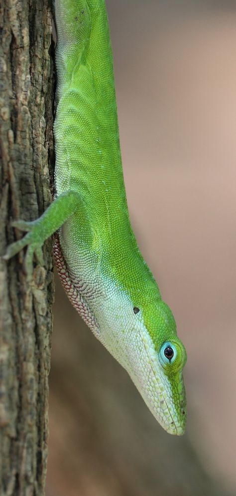 Photo of a green lizard. #Animals #Lizard #Reptiles #Green Lizard Spiderman, Anole Lizards, Centaur World, Caiman Lizard, Green Anole, Lizard Habitat, Frilled Lizard, Lizard Tattoo, Colorful Lizards