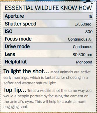 Essential wildlife cheat sheet - Photography for beginners # 37 Cannon Camera Settings Cheat Sheets, Wildlife Filmmaking, Sheet Photography, Wildlife Photography Tips, Manual Photography, Digital Photography Lessons, Dslr Photography Tips, Lighting Photography, Photography Settings