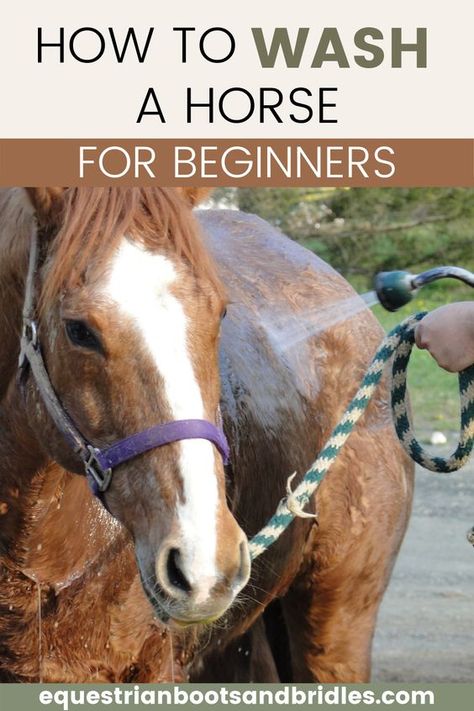 How To Care For Horses, Taking Care Of Horses For Beginners, Caring For Horses, New Horse Owner Checklist, Horse Tips For Beginners, First Horse Checklist, How To Take Care Of A Horse, Horse Care For Beginners, Horse Tips And Tricks