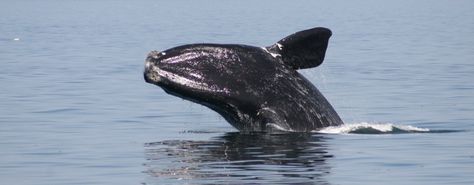 North Atlantic right whale - WDC North Atlantic Right Whale, Right Whale, Baleen Whales, Sea Shepherd, Boat Pose, Save The Whales, Mountain Gorilla, St Simons Island, Vacation Looks