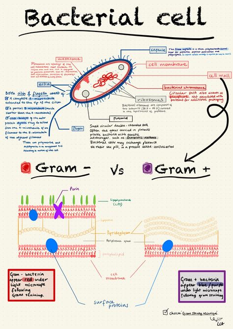 Micro Organisms Notes, Microbiology Worksheets, Micro Biology Notes, Microbiology Study Tips, Bacteriology Notes, Cell Structure And Function Notes, Bacteria Notes, Microbiology Wallpaper, Bacterial Cell Structure