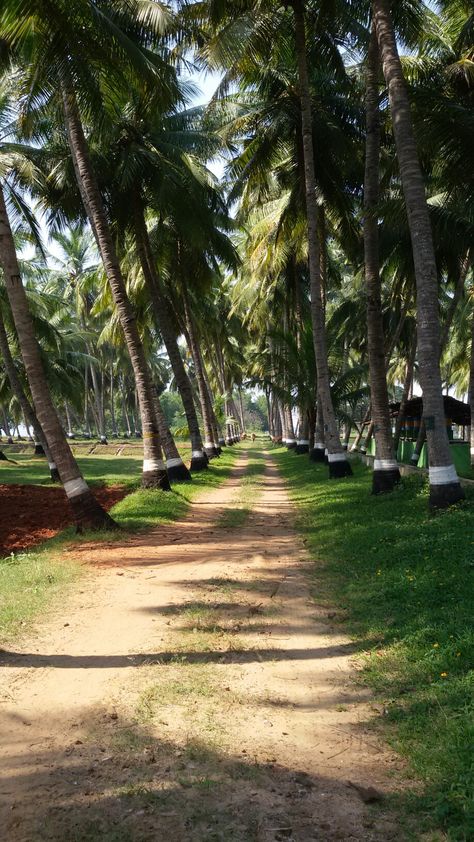 Walk in Nature in Tranquille Farm Pondicherry #tranquillefarm #pondicherry #pondy #nature #coconut #trees #seekingtheoutdoors #livingwithnature #farm Coconut Farm, Green Village, Farm Images, Dream Farm, Dark Materials, Wallpaper Landscape, Green Farm, Iphone Wallpaper Landscape, 11th Grade