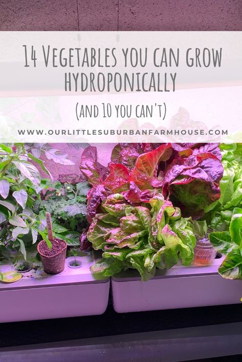 I grow food in my basement year-round, so if you're curious about what you can grow hydroponically, here are 14 things you can grow and 10 you can't. Best Vegetables To Grow Hydroponic, Counter Top Hydroponics, What To Grow In Aerogarden, What To Plant In Hydroponics, How To Grow Hydroponic Plants, What To Grow In Hydroponics, Best Hydroponic Plants, Best Plants To Grow In Aerogarden, Growing Vegetables Indoors Year Round