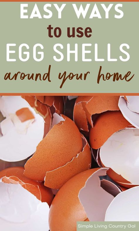 How to reuse eggshells around your home and yard from your chicken coop. Gardening and chicken keeping just got a whole lot easier! Reuse those egg shells with these simple tips for using them in both the garden, kitchen, and coop. From natural pest repellent to fertilizer, eggshells are an eco-friendly resource that is full of potential. Keep reading to learn all the ways you can reuse your eggshells! Chicken Eggs Hatching, Egg Shell Uses, Homestead Hacks, Chicken Boxes, Chicken Flock, Pest Repellent, Prepared Eggs, Natural Cleaning Solutions, Chicken Keeping