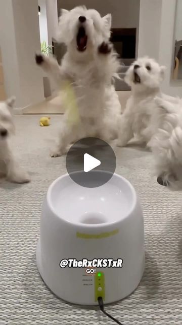 Funny Westies, 2024 Friends, Pet Tricks, Pet Meds, Relaxed Dog, Friends Playing, Animals Video, Westie Puppies, Westie Dogs