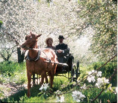 White Way of Delight White Way Of Delight, Horse Drawn, Anne Of Green, Anne Of Green Gables, Green Gables, A Man, Green, White