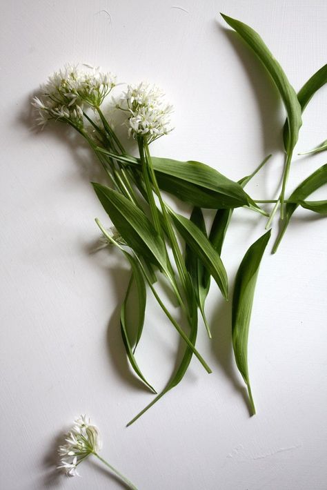 Wild garlic is bursting into season, emerging in woodlands all over the UK. Here are five quick and easy wild garlic recipes to make the most of one of spring's most cherished ingredients. Wild Garlic Recipe, Garlic Sprouts, Garlic Flower, Spring Dishes, Great British Chefs, Wild Garlic, Garlic Recipes, Flower Food, Recipes To Make