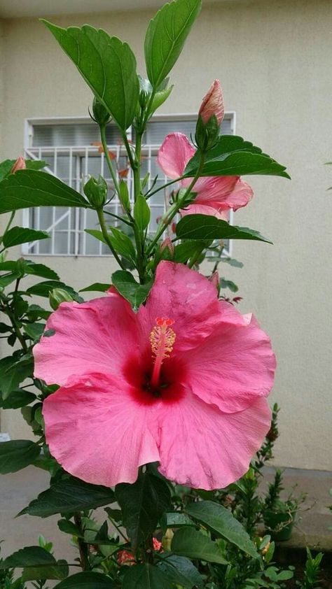 Get the complete hibiscus plant care guide. Learn how to grow potted hibiscus, outdoor hibiscus trees and more. Potted Hibiscus, Hibiscus Plant Care, Growing Hibiscus, Hibiscus Garden, Hibiscus Tree, Plant Care Guide, Hibiscus Plant, Wonderful Flowers, Beautiful Flowers Garden