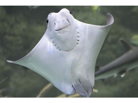 Cownose Ray at Walter Scott Aquarium at Henry Doorly Zoo in Omaha Neb. - Nati Harnik Cownose Ray, Megamouth Shark, Cow Nose, Stingray Fish, Stealth Fighter, Living Fossil, Deep Sea Creatures, Beautiful Sea Creatures, Underwater Creatures