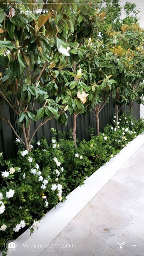 Fence Landscaping Ideas, Hamptons Garden, Style Californien, Side Yard Landscaping, Wall Inspiration, Backyard Plants, Front Garden Design, Front Yard Garden Design, Garden Wallpaper