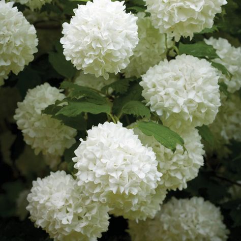 Viburnum opulus 'Roseum' (Large Plant) - Shrubs - Van Meuwen Viburnum Trilobum Compactum, Viburnum Pragense, Viburnum Plicatum Tomentosum, Viburnum Opulus Roseum, Viburnum Odoratissimum, Guelder Rose, Viburnum Opulus, Garden Shrubs, Moon Garden